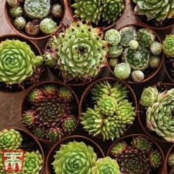 Nurserymans Choice Alpine Mix -Perfect Greenery alp8