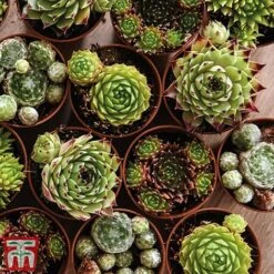 Nurserymans Choice Alpine Mix -Perfect Greenery alp9