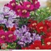 Alstroemeria 'Tree Everest Mix' 1 Alstroemeria 'Tree Everest Mix' -Perfect Greenery alstro2