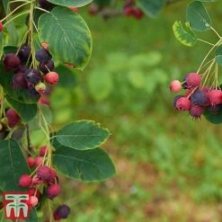 Amelanchier Canadensis -Perfect Greenery amel canb