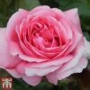 Rose 'Special Anniversary' (Hybrid Tea Rose) -Perfect Greenery anniv