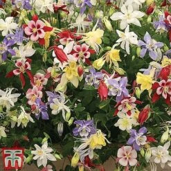 Perennial Saver Collection -Perfect Greenery aquilegia mckana2