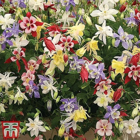 Everlasting Perennial Collection 4 Everlasting Perennial Collection - Image 2