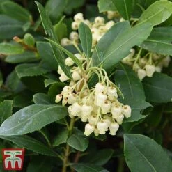 Arbutus Unedo -Perfect Greenery arbu1