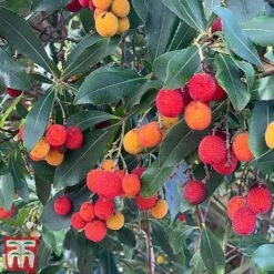 Arbutus Unedo -Perfect Greenery arbui