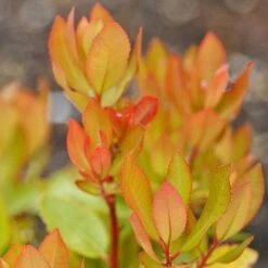 Arbutus Unedo -Perfect Greenery arbutus unedo