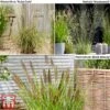 Architectural Grasses Collection 1 Architectural Grasses Collection -Perfect Greenery archi gro