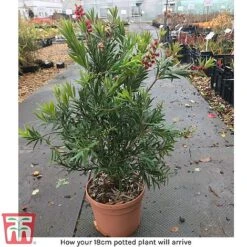 Callistemon 'Masotti Mini Red' -Perfect Greenery arrival call