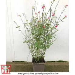 Salvia 'Hot Lips' -Perfect Greenery arrival sal