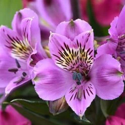 Alstroemeria 'Tree Everest Mix' -Perfect Greenery ast3