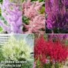 Nurserymans Choice Astilbe -Perfect Greenery asti coll