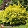 Berberis Thunbergii 'Aurea' -Perfect Greenery aur