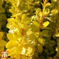 Berberis Thunbergii 'Aurea' -Perfect Greenery aur3