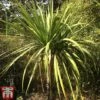 Cordyline Australis -Perfect Greenery aussie