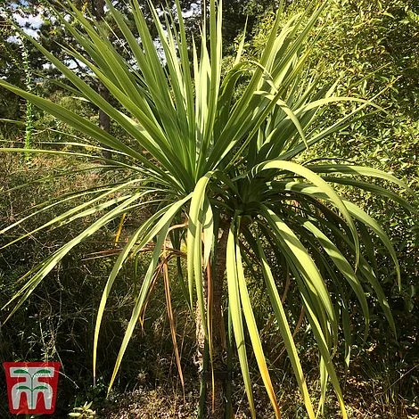Cordyline Australis 3 Cordyline Australis