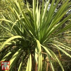 Cordyline Australis 8 Cordyline Australis -Perfect Greenery aussie2