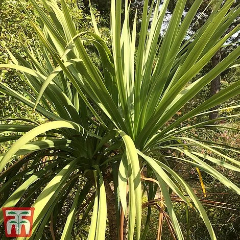 Cordyline Australis 5 Cordyline Australis - Image 3