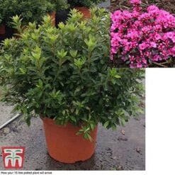 Rhododendron 'Rustica Pink' (Azalea Group) -Perfect Greenery azal pin15
