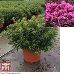 Rhododendron 'Rustica Pink' (Azalea Group) -Perfect Greenery azal pin7
