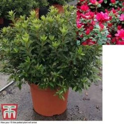 Rhododendron 'Rustica Hybrid Red' (Azalea Group) -Perfect Greenery azal red15