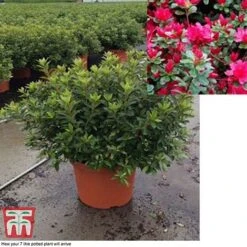 Rhododendron 'Rustica Hybrid Red' (Azalea Group) -Perfect Greenery azal red7