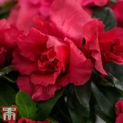 Azalea 'Japanese Red' 11 Azalea 'Japanese Red' -Perfect Greenery azalea1