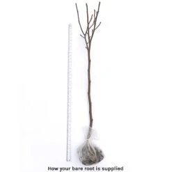 Magnolia Denudata 'Sunrise' (Patio Standard) -Perfect Greenery bare root 21