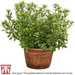 Rhododendron 'Dopey' -Perfect Greenery barrel planter9