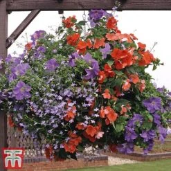 Pre-Planted Hanging Basket Mix -Perfect Greenery basket31