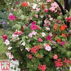 Pre-Planted Hanging Basket Mix -Perfect Greenery basket41