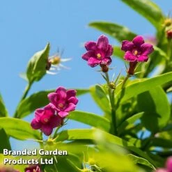 Honeybee Climber Duo -Perfect Greenery bee4