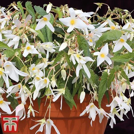 Begonia 'Santa Barbara' 3 Begonia 'Santa Barbara'