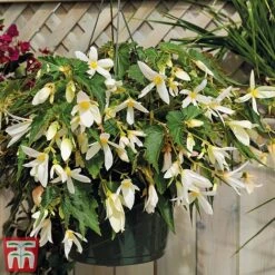Begonia 'Santa Barbara' 17 Begonia 'Santa Barbara' -Perfect Greenery bego sant e