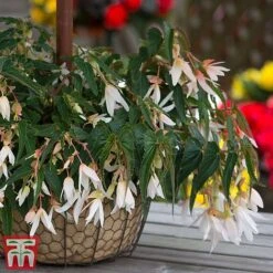 Begonia 'Santa Barbara' 19 Begonia 'Santa Barbara' -Perfect Greenery bego sant g