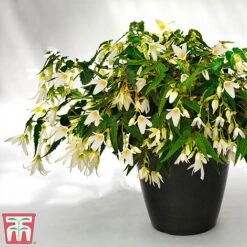 Begonia 'Santa Barbara' 22 Begonia 'Santa Barbara' -Perfect Greenery bego sant j