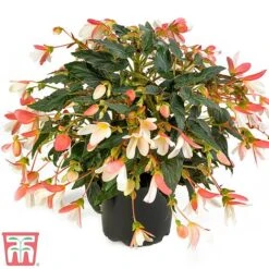 Begonia 'Waterfalls Bicolour' 12 Begonia 'Waterfalls Bicolour' -Perfect Greenery bego waterf