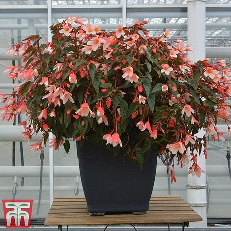 Begonia 'Waterfalls Bicolour' 3 Begonia 'Waterfalls Bicolour'