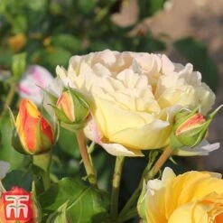 Rose 'Belle Du Jour' 9 Rose 'Belle Du Jour' -Perfect Greenery belle4