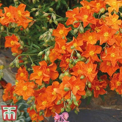 Helianthemum 'Ben Mohr' 4 Helianthemum 'Ben Mohr' - Image 2