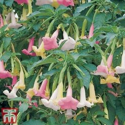 Angels Trumpet Tricolour -Perfect Greenery berg21