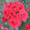 Rose 'Birthday Wishes' (Shrub Rose) -Perfect Greenery birthday