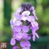 Wallflower 'Bowles's Mauve' -Perfect Greenery bowles2
