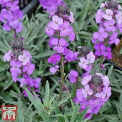 Wallflower 'Bowles's Mauve' -Perfect Greenery bowles3