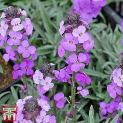 Wallflower 'Bowles's Mauve' -Perfect Greenery bowles4