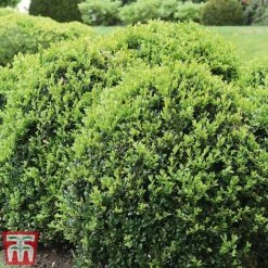 Box Ball -Perfect Greenery box ball2