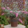 Buddleja 'Pink Cascade' -Perfect Greenery budd casc