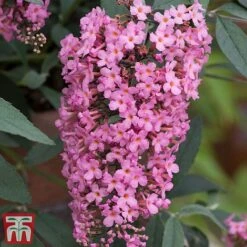 Buddleja 'Pink Cascade' -Perfect Greenery budd casc b