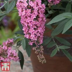 Buddleja 'Pink Cascade' -Perfect Greenery budd casc c