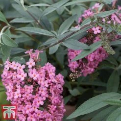Buddleja 'Pink Cascade' -Perfect Greenery budd casc d
