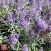 Buddleja 'Lochinch' -Perfect Greenery budd loch